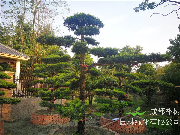 德阳市罗汉松21公分价格30000-34000元【基地直销】低价批发